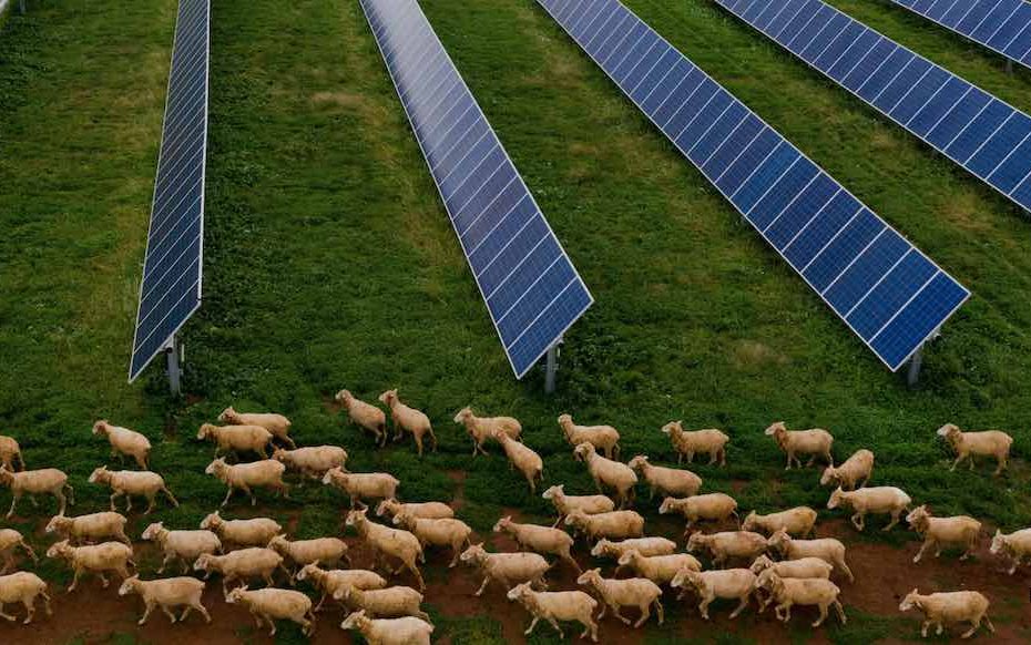 Locals consider options after losing court appeal against solar farm approval