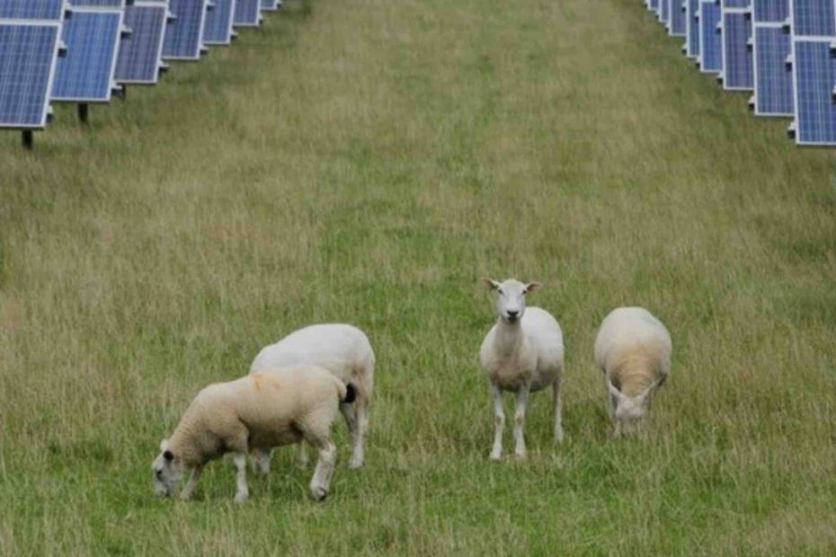 “Brilliant economics”: Offtake deal seals delivery of Australia’s biggest solar-battery hybrid project