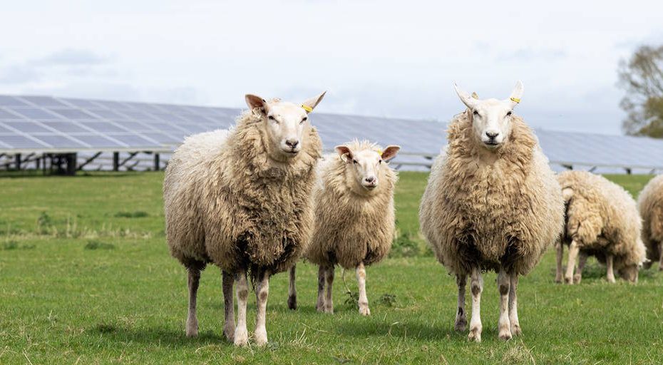 UK Labour approves nation’s largest solar farm, Reform UK mayor vows to fight the decision