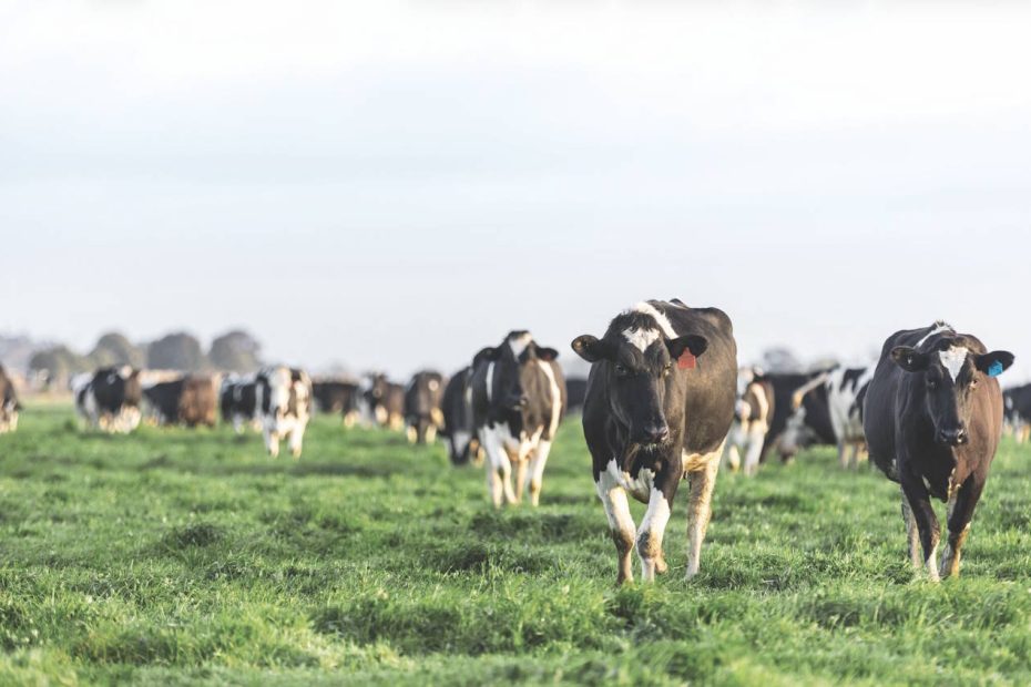 New Zealand dairy giant signs two major solar deals as it works to wean itself off coal boilers