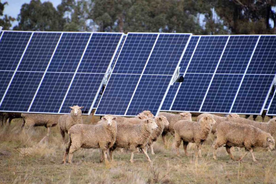 One Nation MP sponsors petition to sink sheep farmer-led solar and battery project
